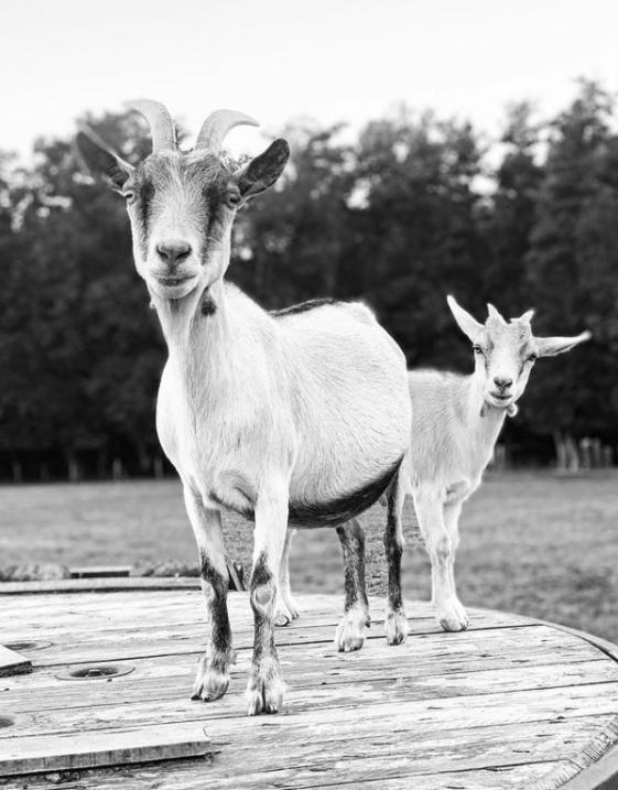 Gite A La Ferme Chant'Alouette Etauliers Exterior foto